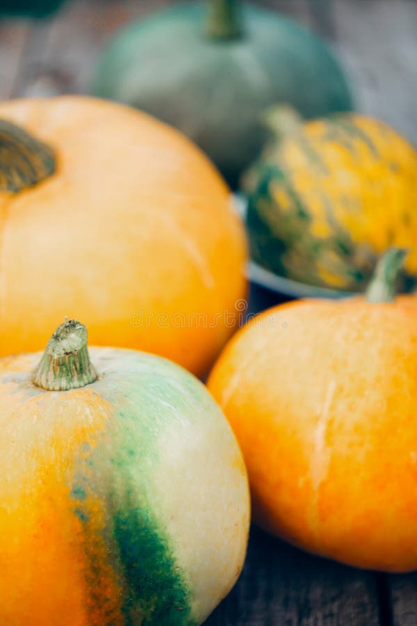 Zakończenie pomarańcze i zieleni ampuły banie Jesień, Halloweenowi pojęcia fotografia royalty free Zakończenie pomarańcze i zieleni ampuły banie Jesień, Halloweenowi pojęcia fotografia royalty free