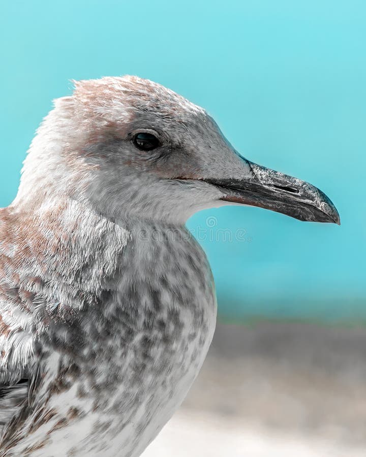 Zakończenie portret głowa szary brown seagull ptak na brzeg z błękitne wody i niebem Piękny jaskrawy naturalny zamazany pionowo b zdjęcie royalty free Zakończenie portret głowa szary brown seagull ptak na brzeg z błękitne wody i niebem Piękny jaskrawy naturalny zamazany pionowo b zdjęcie royalty free