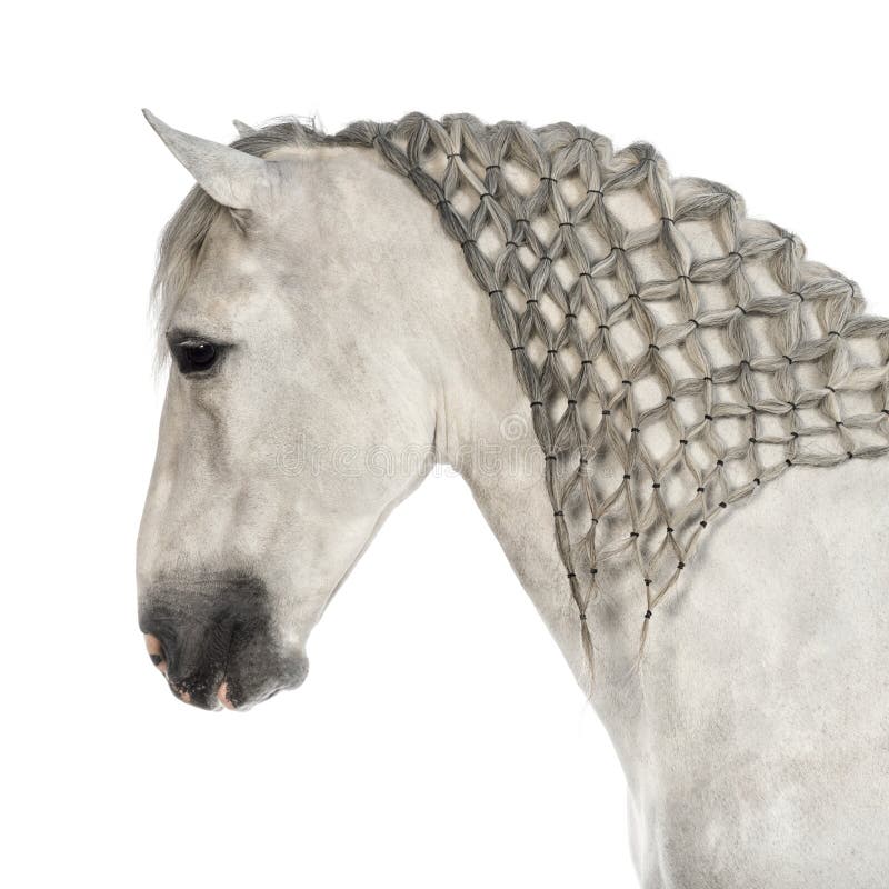 Close-up of a Male Andalusian with plaited mane, 7 years old, also known as the Pure Spanish Horse or PRE against white background. Close-up of a Male Andalusian with plaited mane, 7 years old, also known as the Pure Spanish Horse or PRE against white background