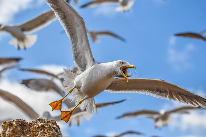 Zakończenie seagull ptak z otwartym belfra lataniem z innymi ptakami na niebieskiego nieba tle