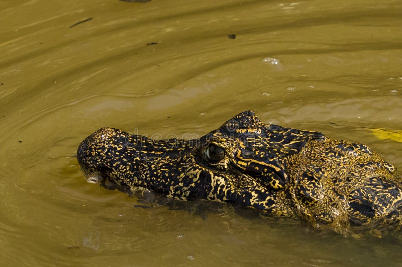 Zakończenie Stronniczo Zanurzająca Ozdobna głowa Czujny Caiman zdjęcia royalty free