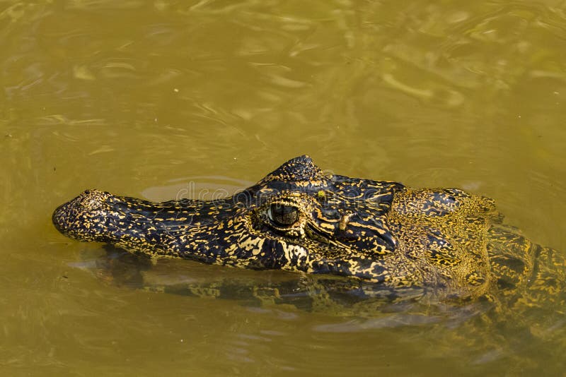 Zakończenie Stronniczo Zanurzający Caiman z usta Otwarty Podwodnym zdjęcia royalty free