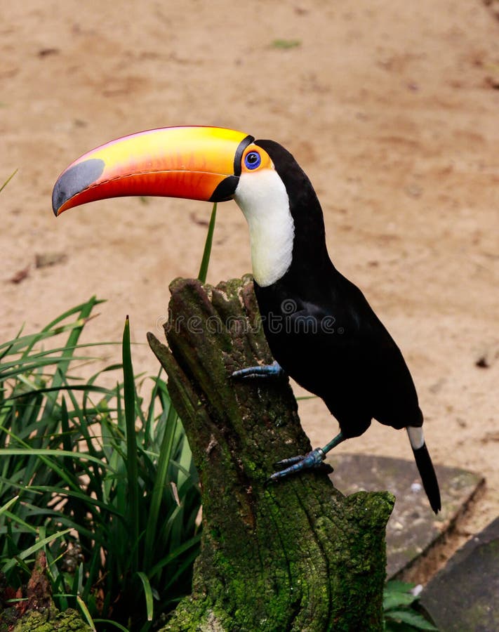 Zakończenie toco pieprzojada Ramphastos toco Brazylia Iguazu obraz stock Zakończenie toco pieprzojada Ramphastos toco Brazylia Iguazu obraz stock