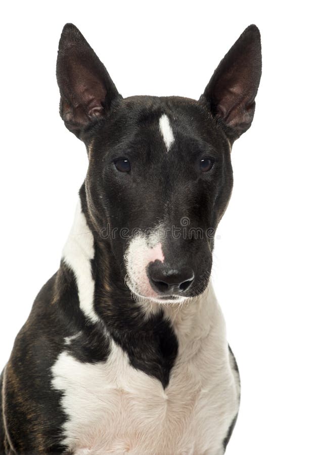 Zakończenie up Bull Terrier miniatura, odosobniony obrazy royalty free Zakończenie up Bull Terrier miniatura, odosobniony obrazy royalty free