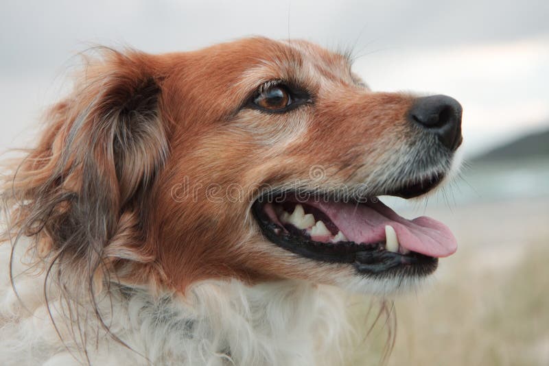 Zakończenie up czerwony collie typ gospodarstwo rolne baraniego psa pozycja na piasek diunie przy wiejską plażą zdjęcia stock Zakończenie up czerwony collie typ gospodarstwo rolne baraniego psa pozycja na piasek diunie przy wiejską plażą zdjęcia stock