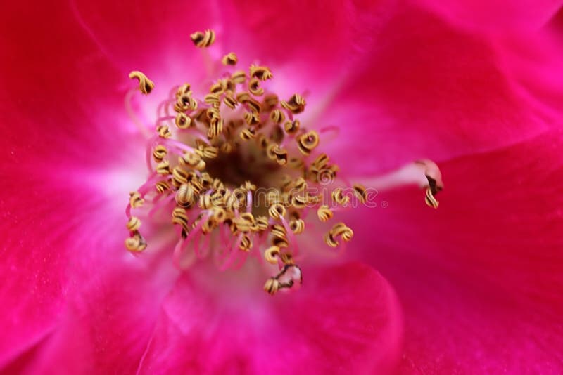 Zakończenie up inside centre czerwieni róży płatków stamen fotografia stock Zakończenie up inside centre czerwieni róży płatków stamen fotografia stock