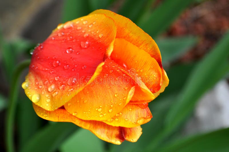 Zakończenie up żółta czerwona pomarańczowa tulipan głowa z deszcz kroplami i rosa na płatkach zdjęcia stock Zakończenie up żółta czerwona pomarańczowa tulipan głowa z deszcz kroplami i rosa na płatkach zdjęcia stock