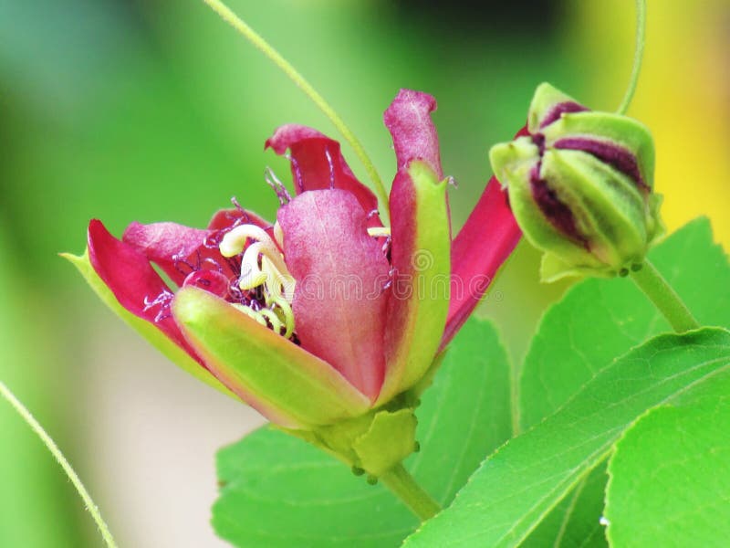 Zakończenie w górę damy Margaret pasi kwitnie lub Passiflora kwiatu bloo zdjęcie stock Zakończenie w górę damy Margaret pasi kwitnie lub Passiflora kwiatu bloo zdjęcie stock