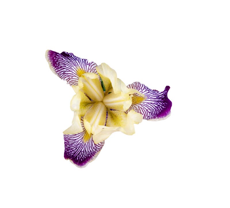 Zakończenie w górę fotografii jaskrawy kolorowy irysowy kwiat w ogrodowych isolateds zdjęcia stock Zakończenie w górę fotografii jaskrawy kolorowy irysowy kwiat w ogrodowych isolateds zdjęcia stock