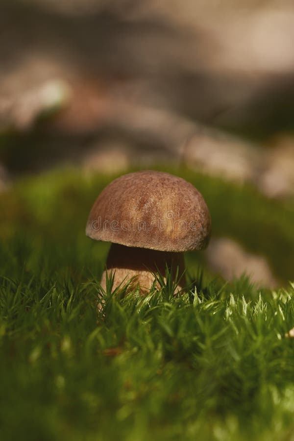 Zakończenie w górę jadalnej porcini pieczarki na lesie zdjęcia royalty free Zakończenie w górę jadalnej porcini pieczarki na lesie zdjęcia royalty free