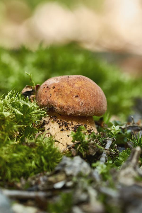 Zakończenie w górę jadalnej porcini pieczarki na lesie fotografia royalty free Zakończenie w górę jadalnej porcini pieczarki na lesie fotografia royalty free