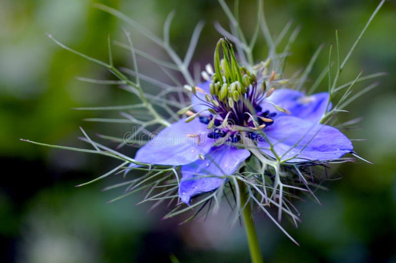 Zakończenie w górę widoku błękitny Nigella damascena, także znać jako mgła fotografia royalty free Zakończenie w górę widoku błękitny Nigella damascena, także znać jako mgła fotografia royalty free