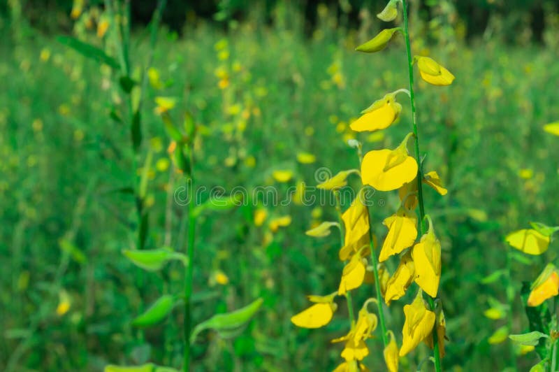 Zakończenie w górę żółtego Crotalaria juncea kwiatu w ogródzie fotografia stock Zakończenie w górę żółtego Crotalaria juncea kwiatu w ogródzie fotografia stock