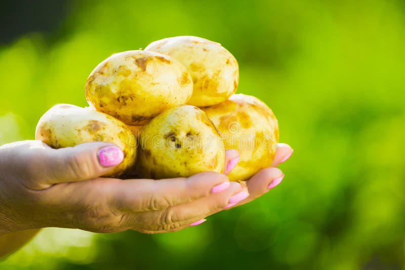 Zakończenie średniorolna ` s ręka trzyma młodej gruli na tle myć zielenie zdjęcie stock