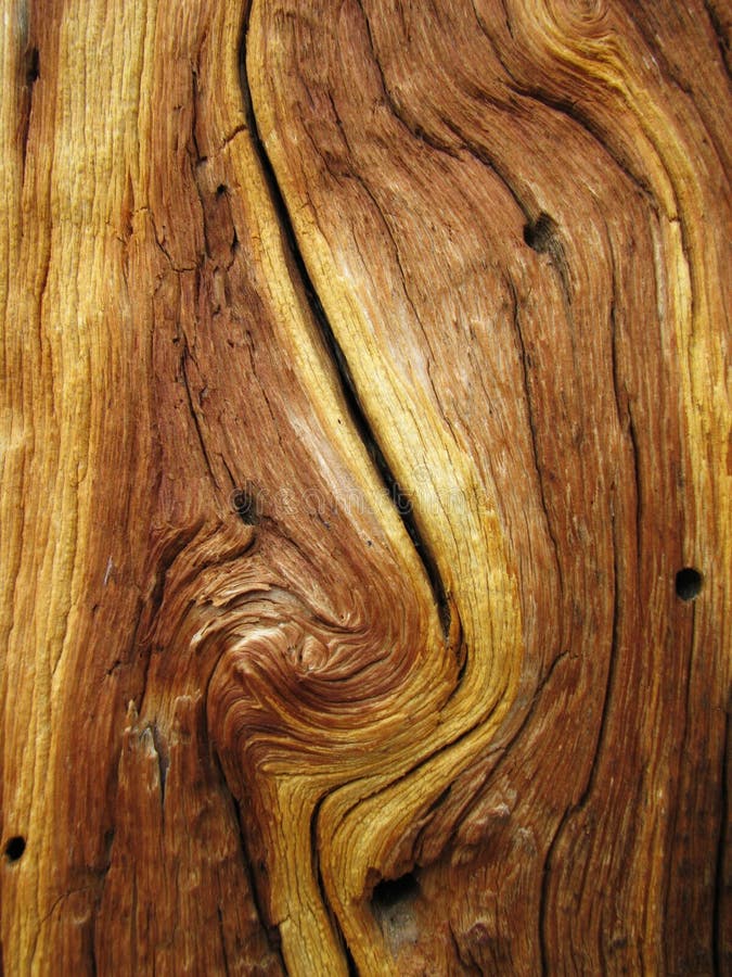 Knotted dead pine tree trunk showing curved wood grain. Knotted dead pine tree trunk showing curved wood grain
