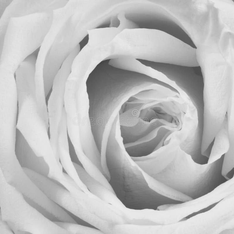 Zakurzony Różany tło - kwiat Akcyjne fotografie