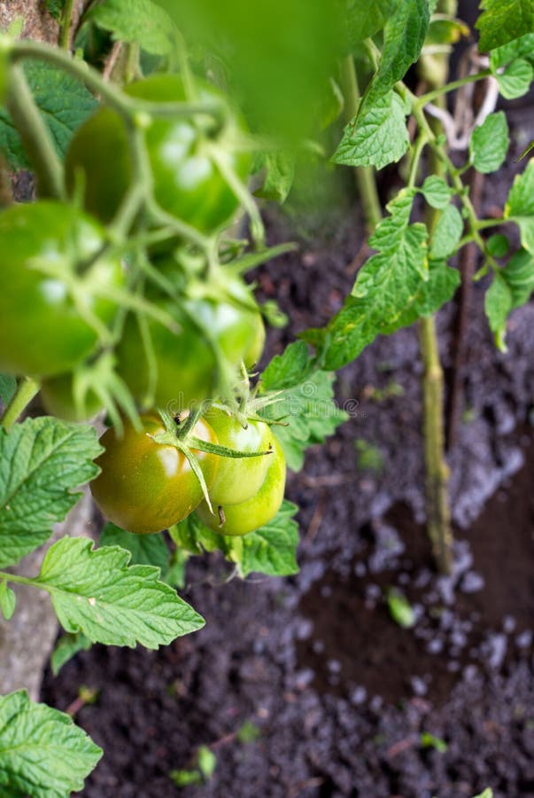 Zalewać tomatoe rośliny w polu zdjęcia stock Zalewać tomatoe rośliny w polu zdjęcia stock
