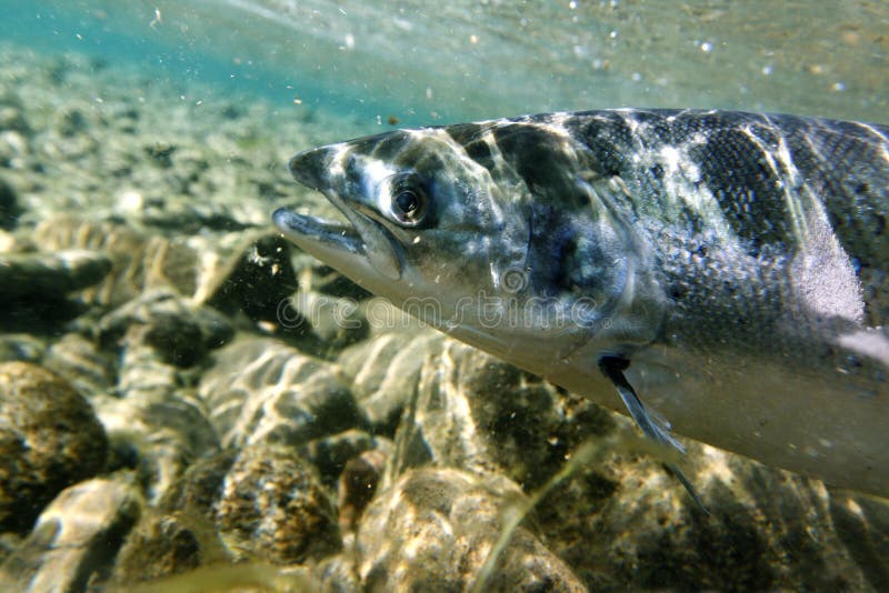 Unique shot of the atlantic salmon in its natural habitat. Unique shot of the atlantic salmon in its natural habitat