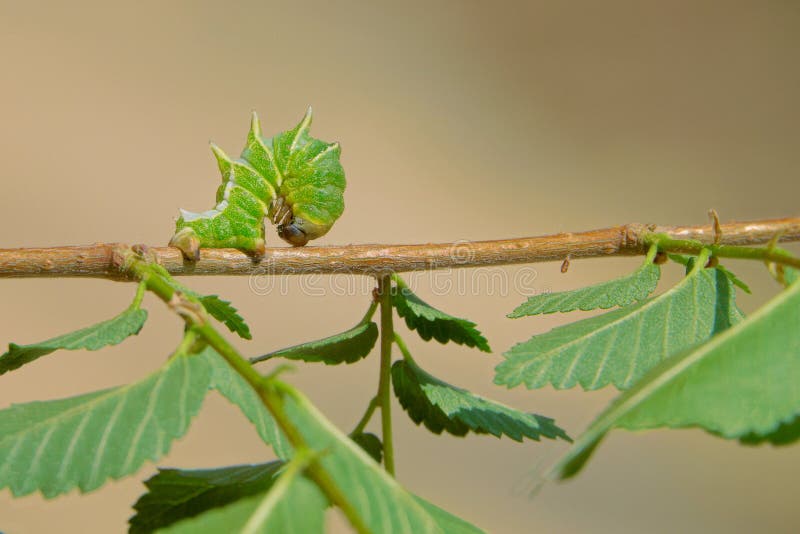 A larva of Apochima excavata stays at tree branch. Excavata stock images, royalty-free photos and pictures