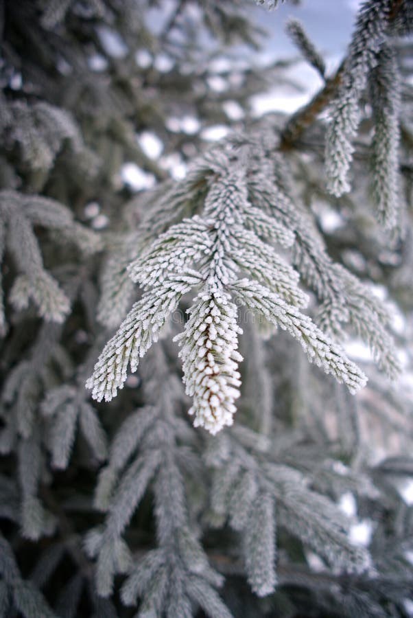 Zamarznięci sosnowi liście zdjęcie stock Zamarznięci sosnowi liście zdjęcie stock