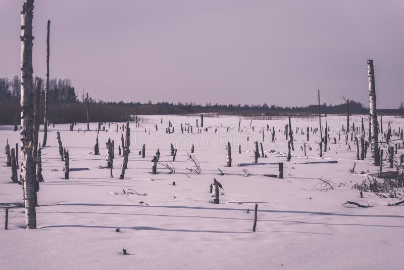 zamarznięty nagi suszy i nieżywi lasowi drzewa w śnieżnym krajobrazie - vint zdjęcie stock zamarznięty nagi suszy i nieżywi lasowi drzewa w śnieżnym krajobrazie - vint zdjęcie stock