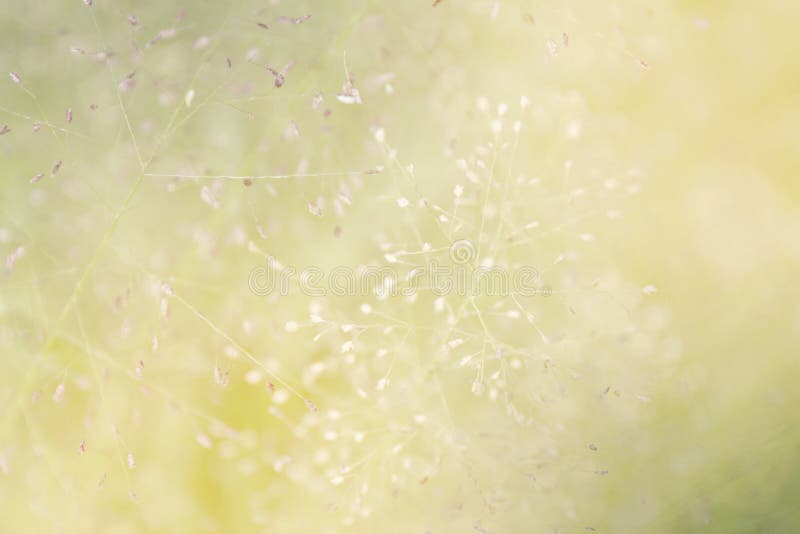 Zamazana trawy natura, miękka trawa kwitnie świeżego dla tła, małej trawy łąkowa plama w słońca światła ranku dniu, naturalny kwi obrazy stock Zamazana trawy natura, miękka trawa kwitnie świeżego dla tła, małej trawy łąkowa plama w słońca światła ranku dniu, naturalny kwi obrazy stock