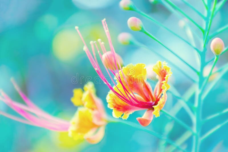 zamazani kwiaty kwiat tropikalnych tło Caesalpinia pulcherrima, Peacock’s grzebień, Barbados Szczyci się obraz stock zamazani kwiaty kwiat tropikalnych tło Caesalpinia pulcherrima, Peacock’s grzebień, Barbados Szczyci się obraz stock