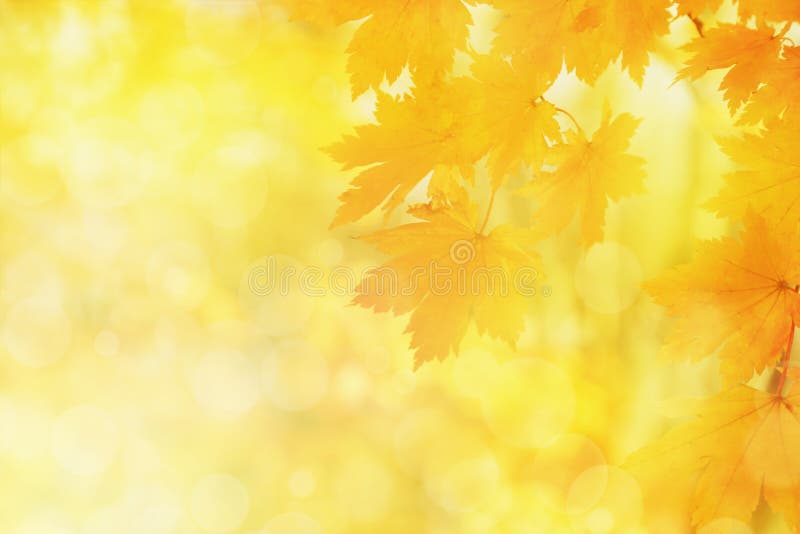 Zamazany natury jesieni tło, żółci liście klonowi fotografia stock
