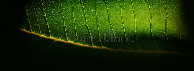 Zamazany tło, zielonej rośliny liść i kolor żółty kapilary, Sieć fotografia royalty free Zamazany tło, zielonej rośliny liść i kolor żółty kapilary, Sieć fotografia royalty free