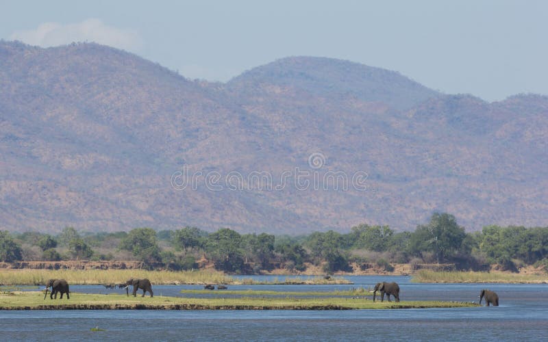 Zambezi River djurliv royaltyfria foton Zambezi River djurliv royaltyfria foton