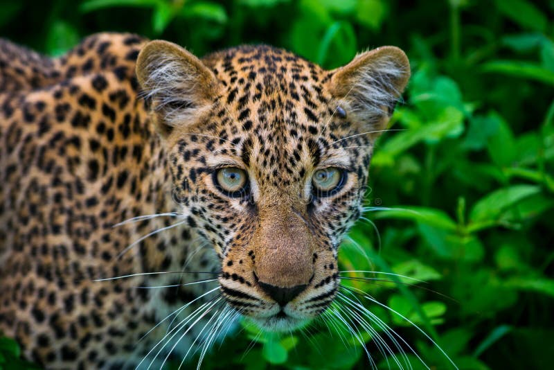 Zambian leopard looking at me stock photo
