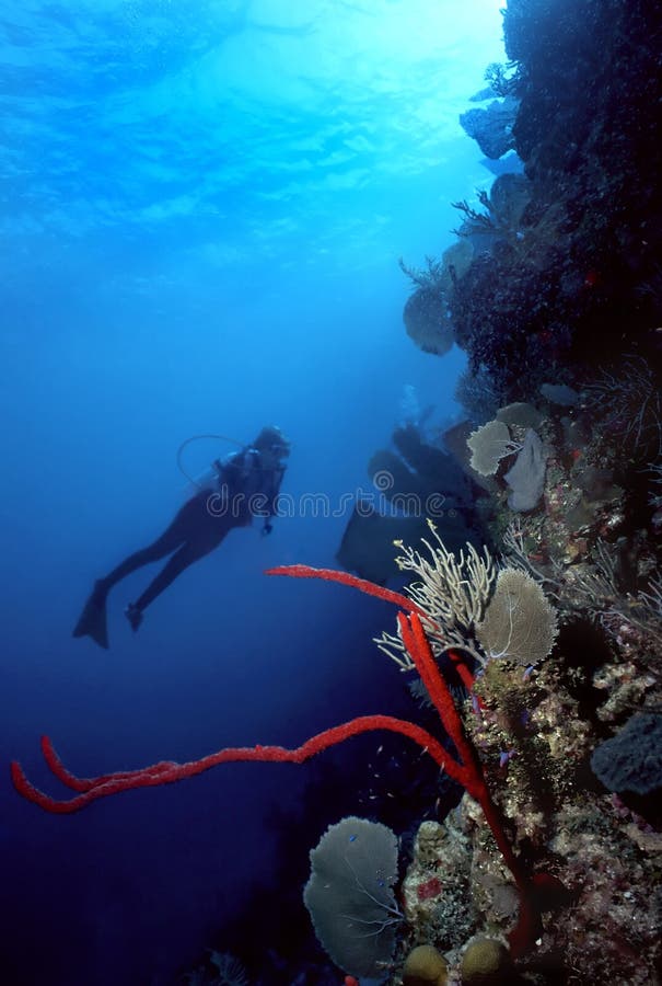 Silhouette of diver viewing a beautiful strand of red finger sponge on an underwater wall in Roatan, Bay Islands, Honduras. Silhouette of diver viewing a beautiful strand of red finger sponge on an underwater wall in Roatan, Bay Islands, Honduras