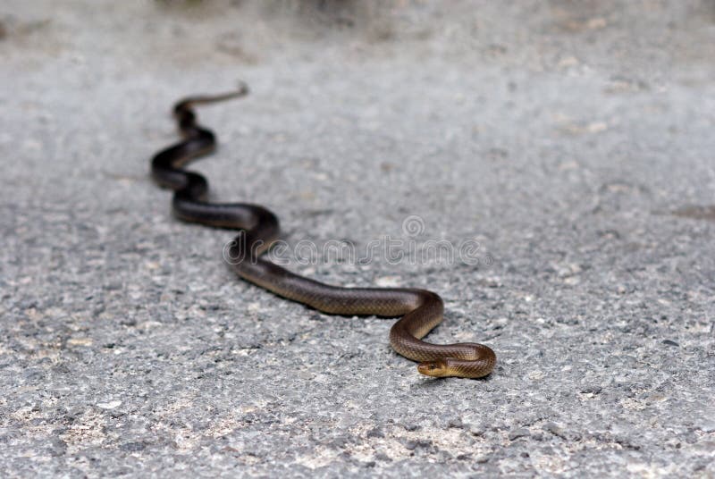 Zamenis longissimus on concrete road