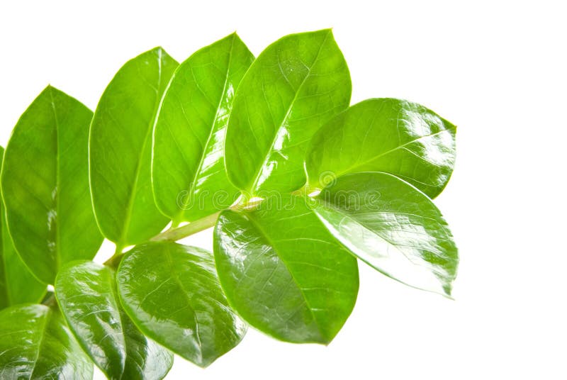 Zamioculcas zamiifolia isolada sobre fundo branco foto de stock