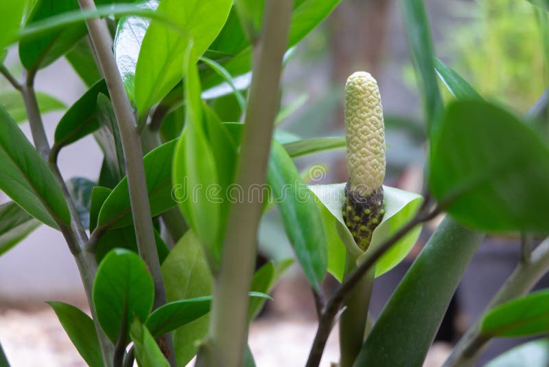 Zamioculcas Zamioculcas Zamiifolia Plantou Flores Frescas De Baixa  Manutenção água Baixa E Facilidade De Cuidado Com Ar De Plantas Imagem de  Stock - Imagem de detalhe, joia: 225625483