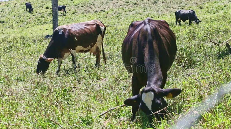 Zamknij małe stado różnych domowych krów mlecznych jedzą świeżą trawę na zielonym polu
