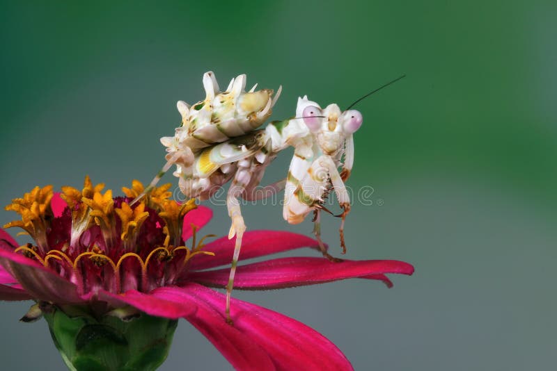 Zamknięcie kolczastego, Pseudocreobotra wahlbergi, Lodowate mantis na gałęzi, lśniące mantis na kwiacie zdjęcia stock