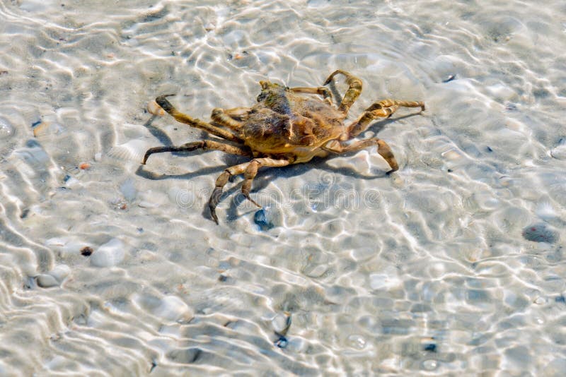 Zamknięcie kraba kamienistego na plaży obrazy royalty free