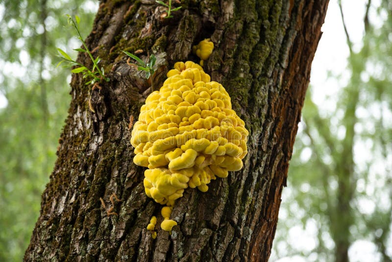 Zamknięcie laetiporus sulphureus nazwy zwyczajowe to crabthewoods polypore siarka szelf i kurczenoft fotografia stock