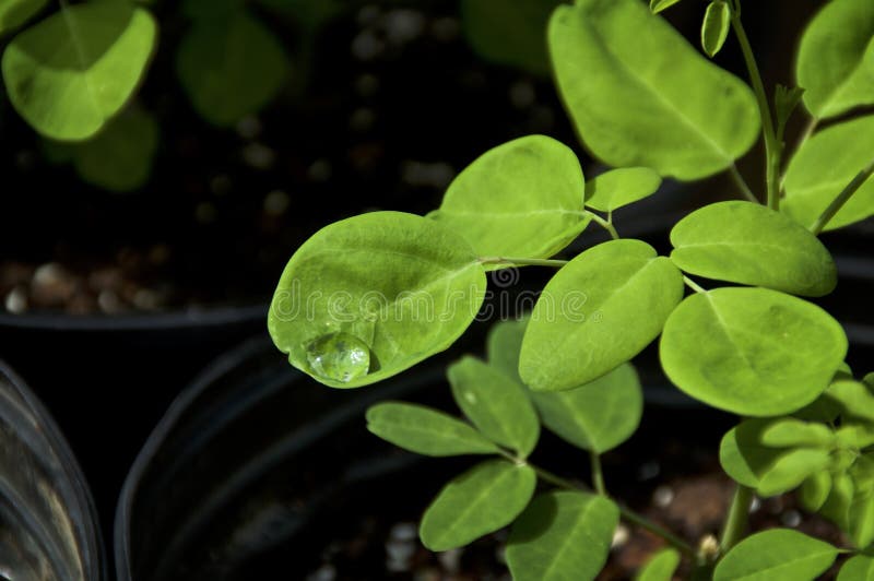 ZamkniÄ™cie liÅ›ci drzewa Moringa oleifera z kroplÄ… wody obraz stock
