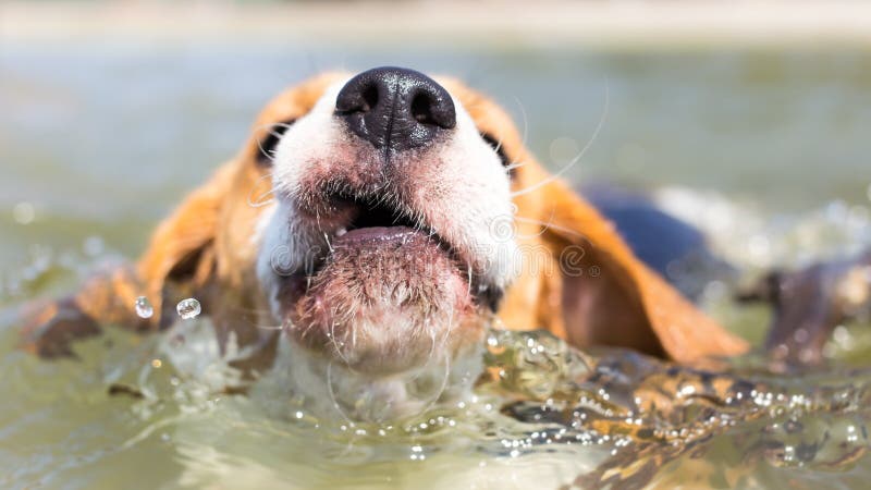 Zamknięta fotografia pływacki Beagle