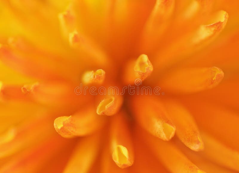 zamkniętego kwiatu pomarańczowa fotografia pomarańczowy obraz royalty free zamkniętego kwiatu pomarańczowa fotografia pomarańczowy obraz royalty free