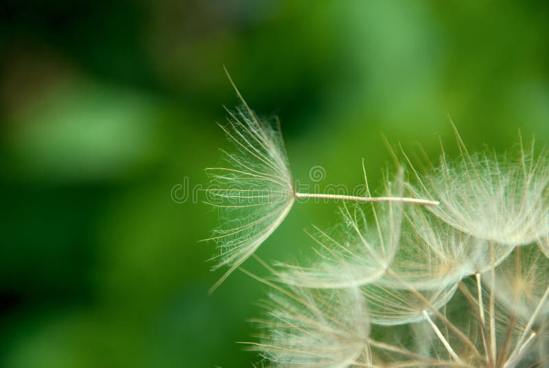 zamknięty dandelion obrazy stock zamknięty dandelion obrazy stock
