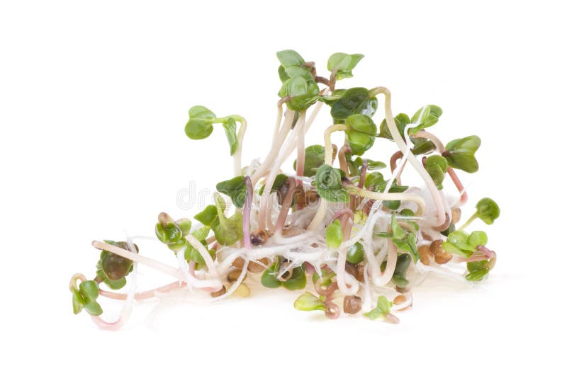 zamknięty rzodkwi zamknięty sproust fotografia stock zamknięty rzodkwi zamknięty sproust fotografia stock