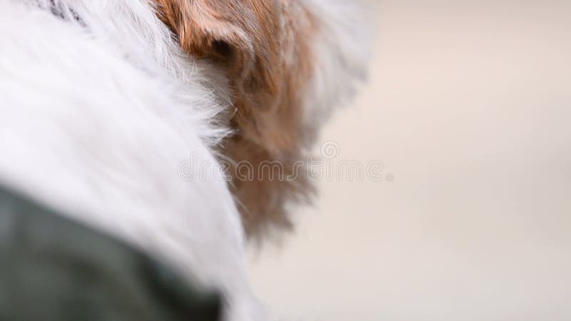 Zamknięty widok Jack Russel teriera zbliżenie zdjęcie wideo