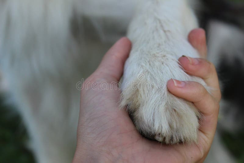 Zampa e mano del cane immagini stock Zampa e mano del cane immagini stock