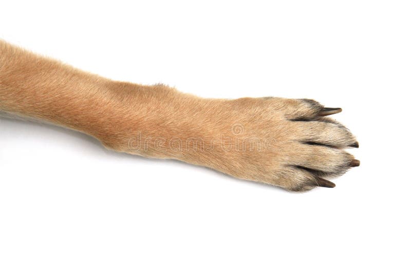 Dog paws on a white background showing closeups of parts from German Shepherd. Dog paws on a white background showing closeups of parts from German Shepherd