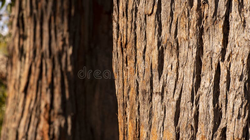 Zamyka up drzewny bagażnik i swój textured barkentyna obraz stock Zamyka up drzewny bagażnik i swój textured barkentyna obraz stock