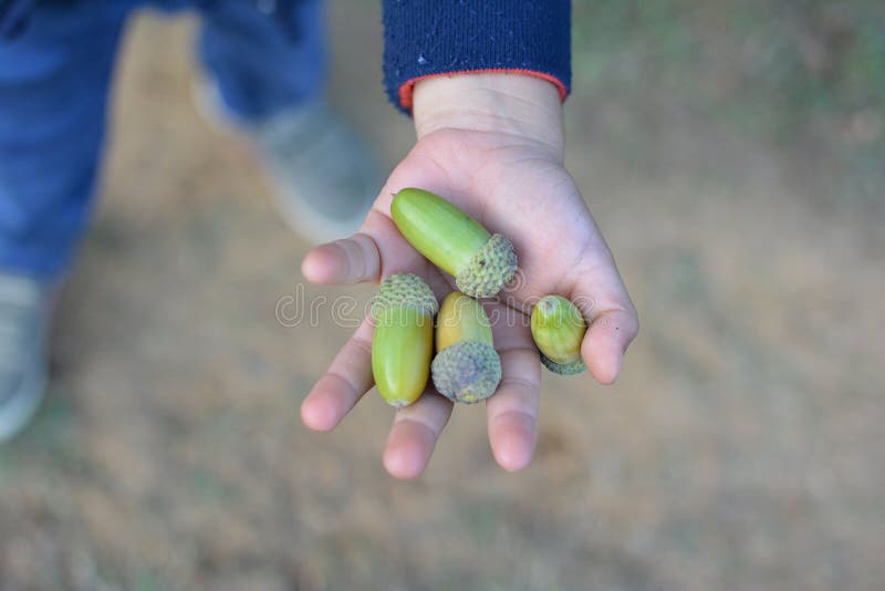 ZAMYKA UP dziecko ręki ZBIERA dębów ZIELONYCH ACORNS Z zdjęcia stock ZAMYKA UP dziecko ręki ZBIERA dębów ZIELONYCH ACORNS Z zdjęcia stock