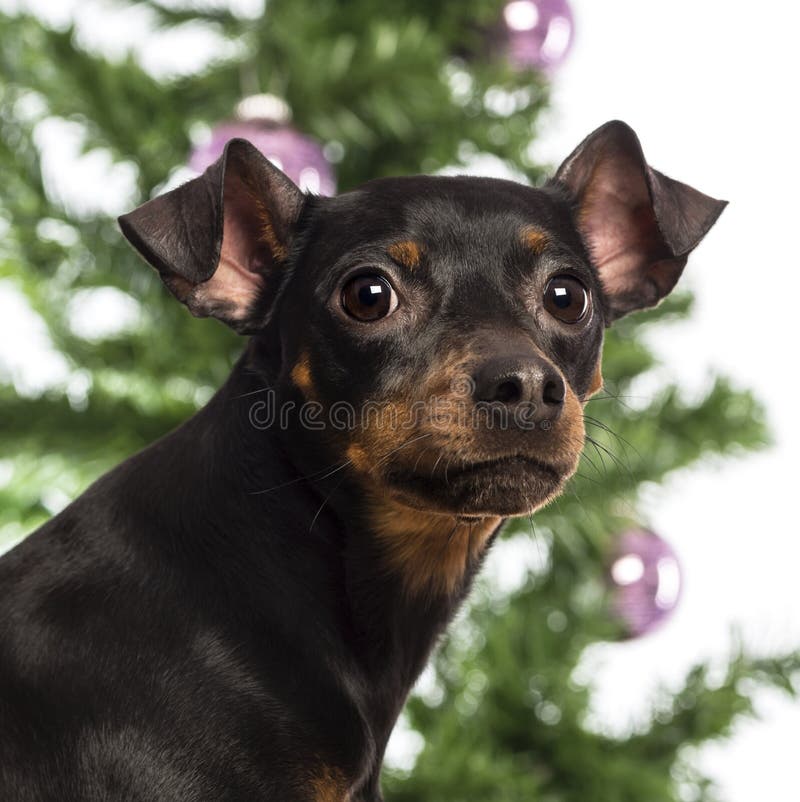 Zamyka up Miniaturowy Pinscher zdjęcia royalty free